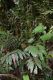 image of Pteris praestantissima