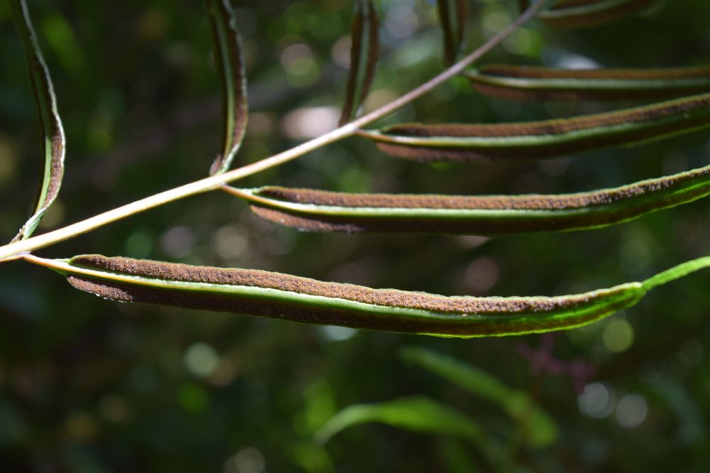 Pteridaceae Pteris praestantissima