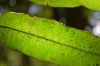 image of Pteris praestantissima