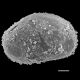 image of Salpichlaena hookeriana