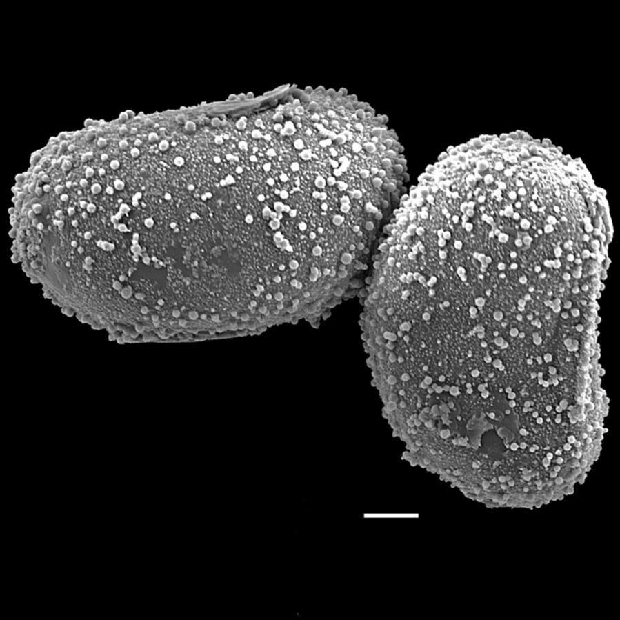 Blechnaceae Salpichlaena hookeriana