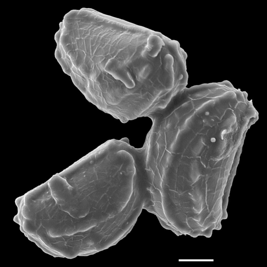 Blechnaceae Stenochlaena tenuifolia