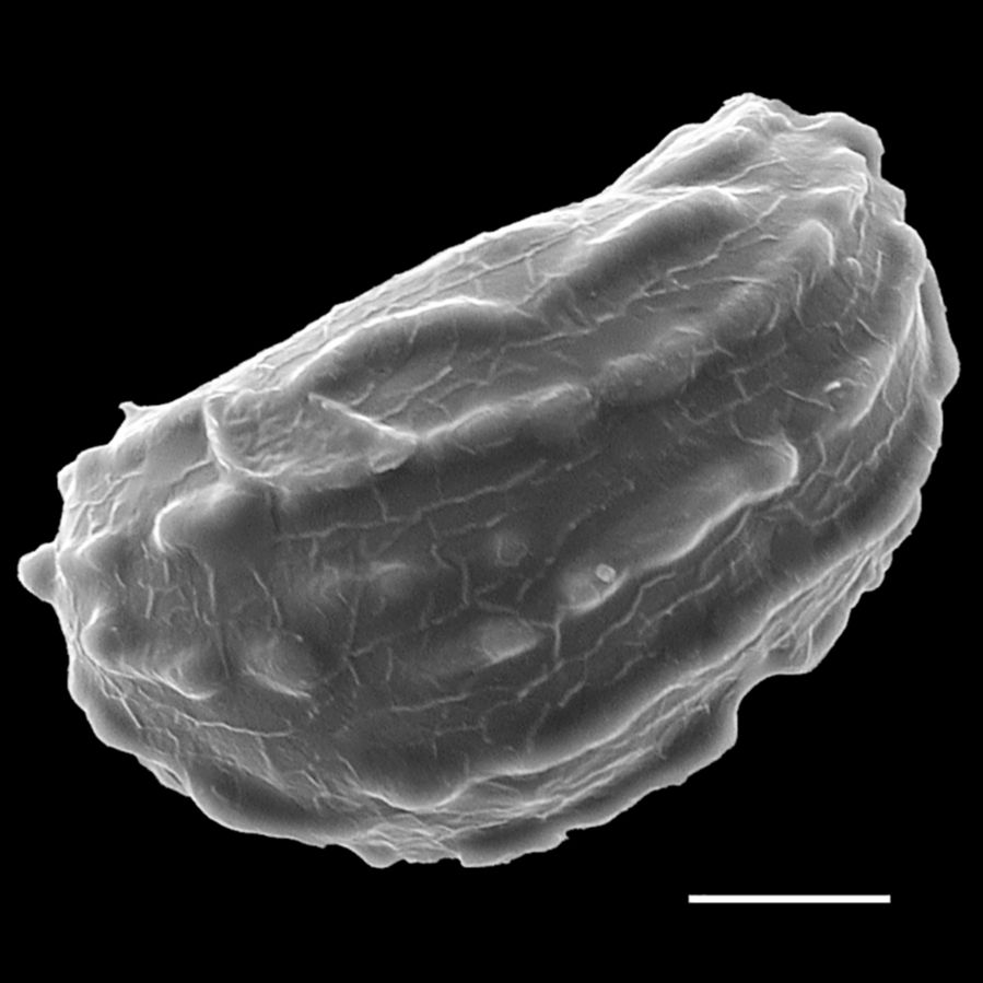 Blechnaceae Stenochlaena tenuifolia