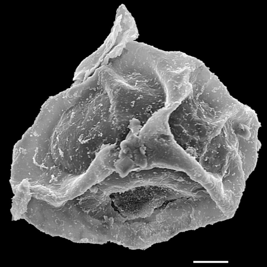 Blechnaceae Cleistoblechnum eburneum