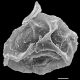 image of Cleistoblechnum eburneum