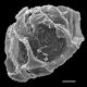 image of Cleistoblechnum eburneum