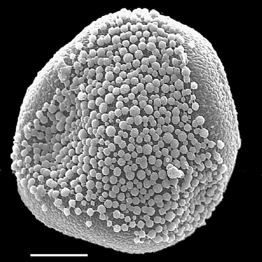 Pteridaceae Taenitis blechnoides