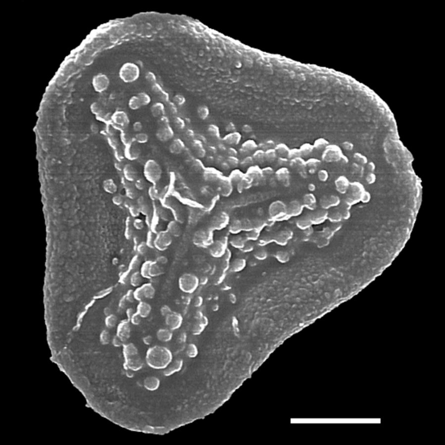Pteridaceae Taenitis blechnoides