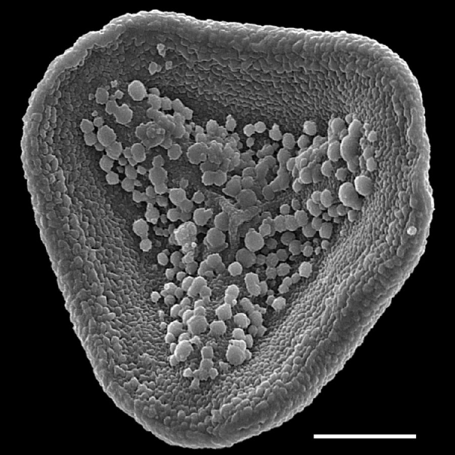 Pteridaceae Taenitis blechnoides