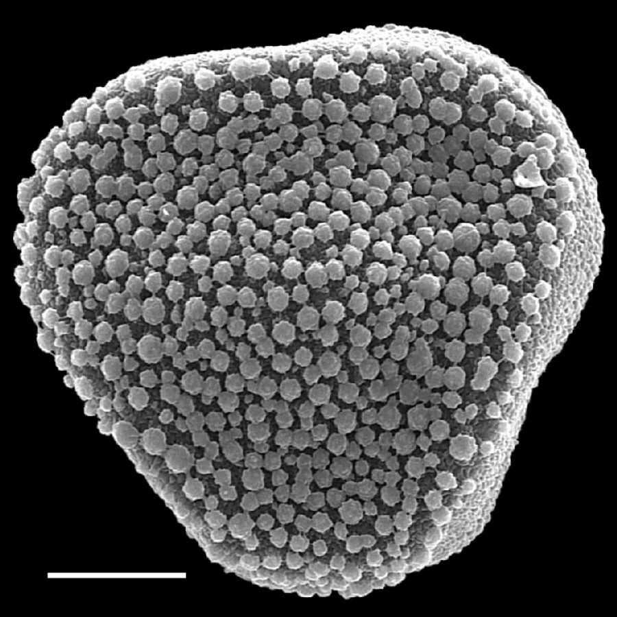Pteridaceae Taenitis blechnoides