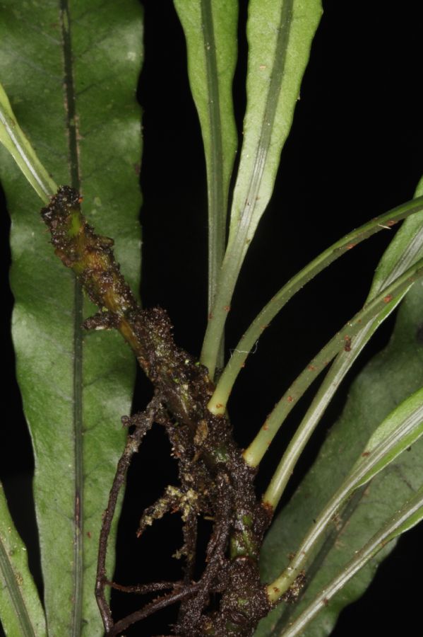 Polypodiaceae Campyloneurum herbaceum
