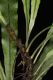 image of Campyloneurum herbaceum