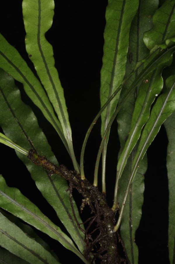 Polypodiaceae Campyloneurum herbaceum
