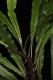 image of Campyloneurum herbaceum