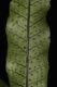 image of Campyloneurum herbaceum
