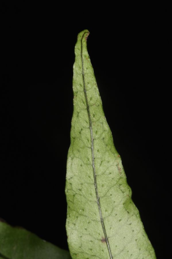 Polypodiaceae Campyloneurum herbaceum