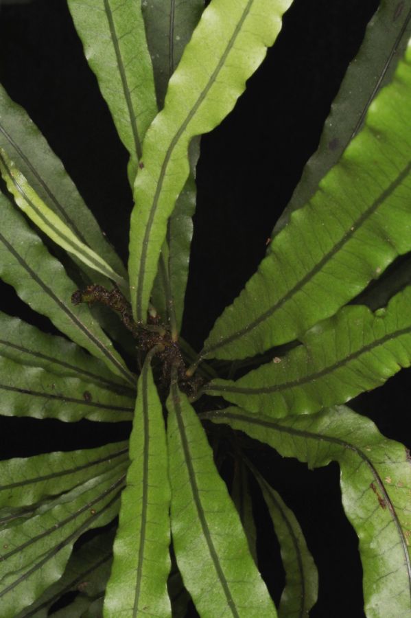 Polypodiaceae Campyloneurum herbaceum