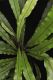 image of Campyloneurum herbaceum