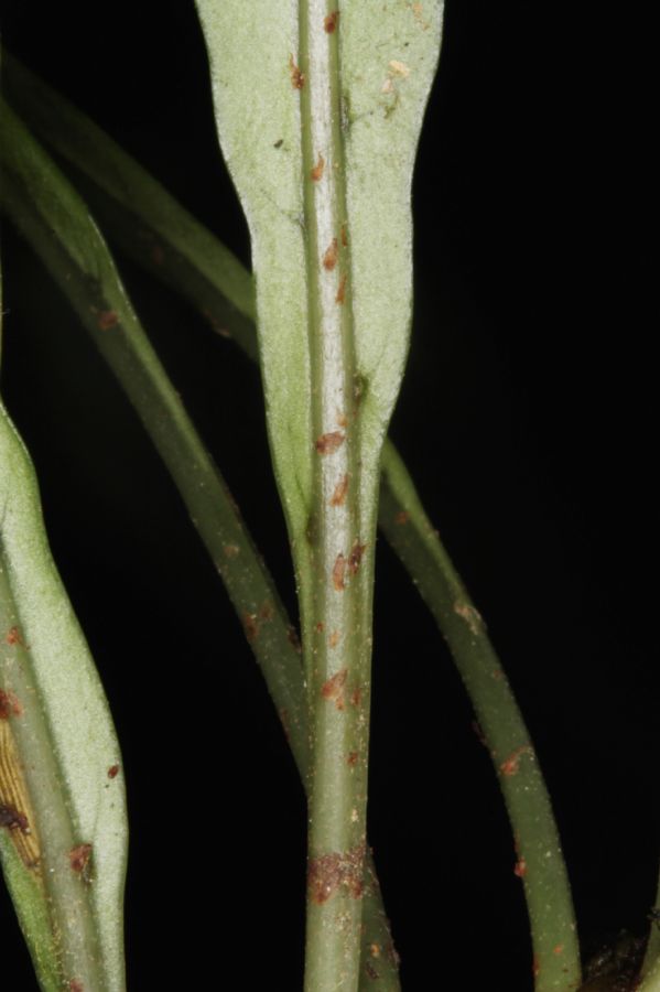 Polypodiaceae Campyloneurum herbaceum