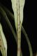 image of Campyloneurum herbaceum