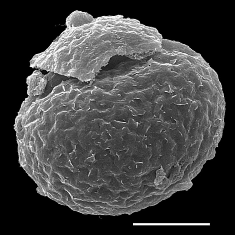 Blechnaceae Cranfillia caudata