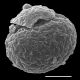 image of Cranfillia caudata