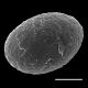 image of Cranfillia caudata