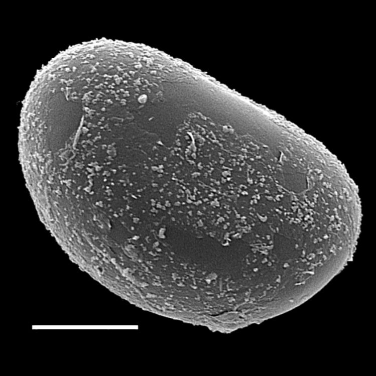 Blechnaceae Lomaridium fragile