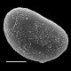 image of Lomaridium fragile