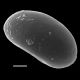 image of Lomaridium fragile