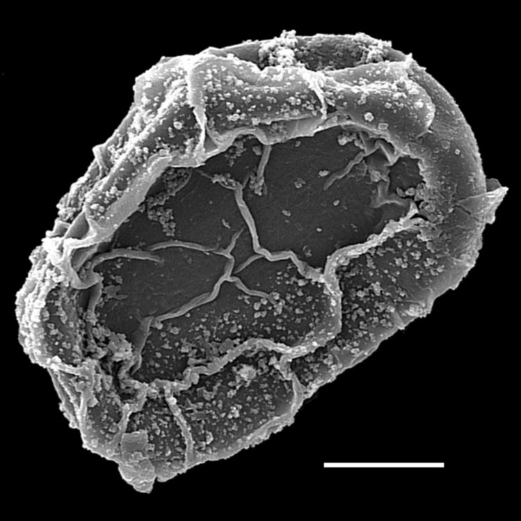 Blechnaceae Lomaridium fragile