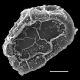 image of Lomaridium fragile