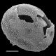 image of Matteuccia struthiopteris