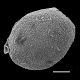 image of Matteuccia struthiopteris