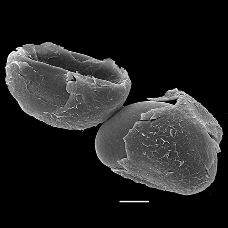 Blechnaceae Neoblechnum brasiliense
