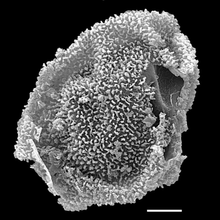 Onocleaceae Onocleopsis hintonii