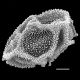 image of Onocleopsis hintonii