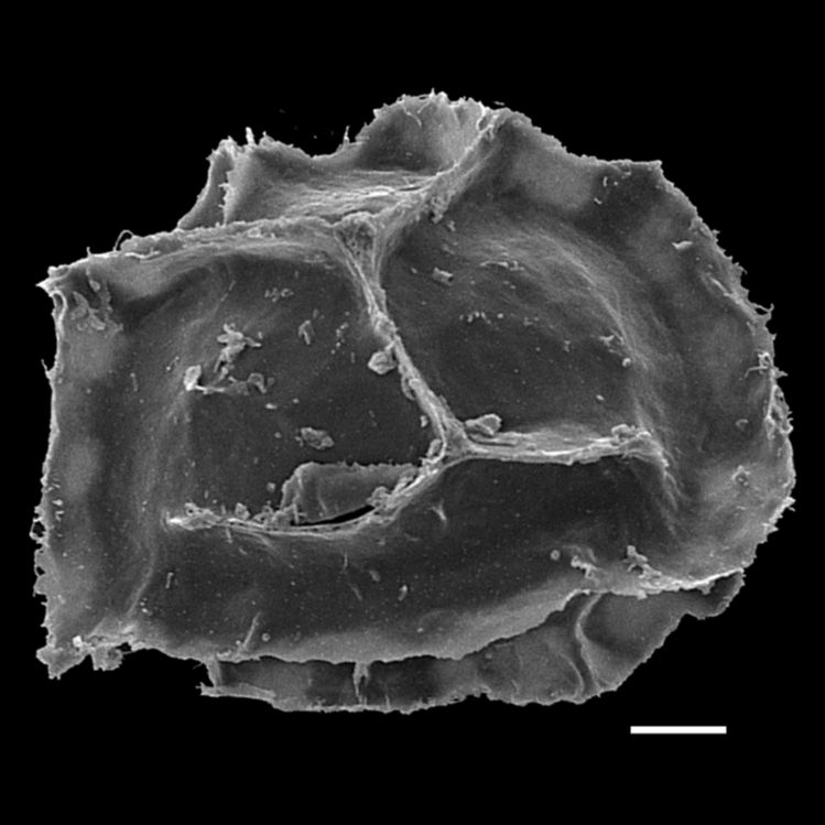 Blechnaceae Parablechnum schiedeanum