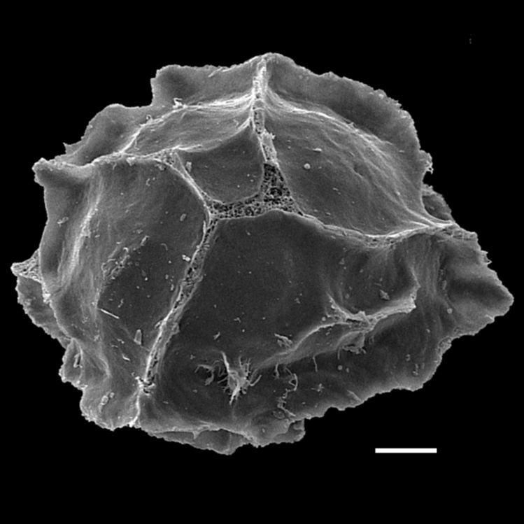 Blechnaceae Parablechnum schiedeanum