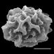image of Elaphoglossum decoratum
