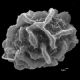 image of Elaphoglossum decoratum