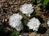 image of Sanguinaria canadensis