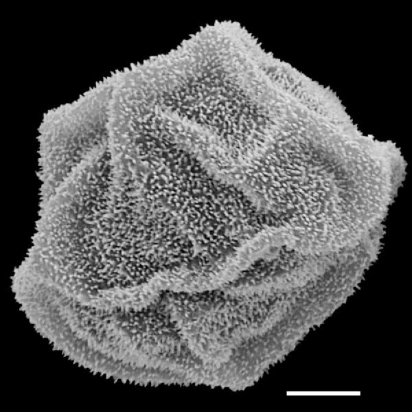 Dryopteridaceae Polybotrya alfredii