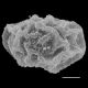 image of Polybotrya fractiserialis