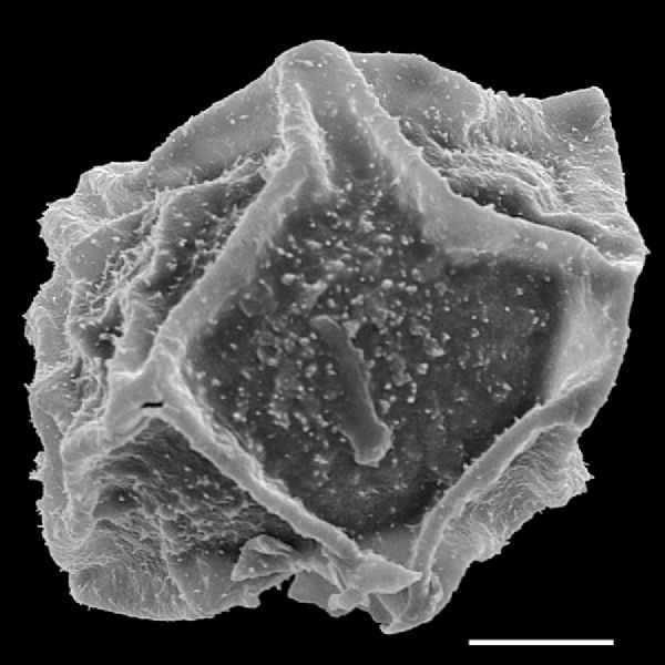 Dryopteridaceae Polybotrya goyazensis