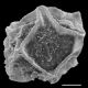 image of Polybotrya goyazensis