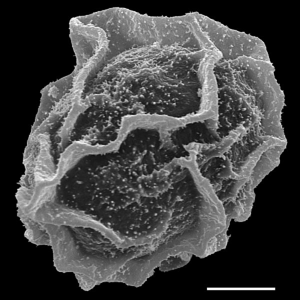 Dryopteridaceae Polybotrya goyazensis