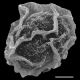 image of Polybotrya goyazensis