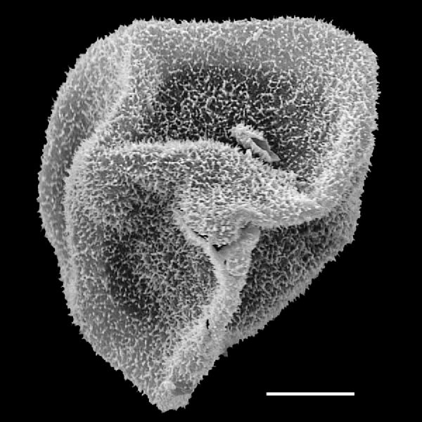 Dryopteridaceae Polybotrya lechleriana