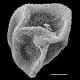 image of Polybotrya lechleriana